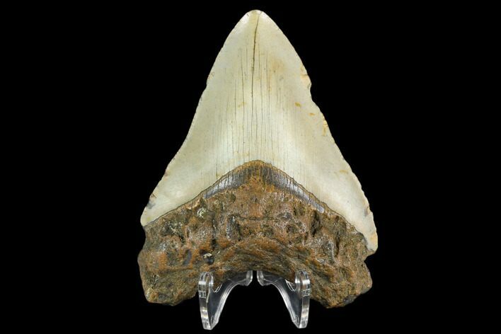 Fossil Megalodon Tooth - North Carolina #124948